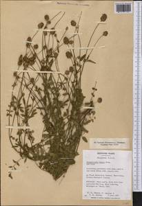 Poterium sanguisorba L., America (AMER) (United States)