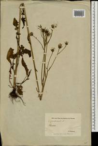 Crepis biennis L., Eastern Europe, Estonia (E2c) (Estonia)