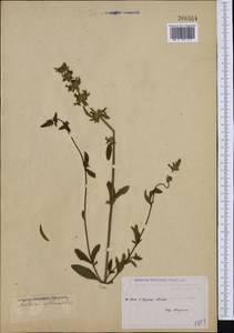 Melissa officinalis L., Western Europe (EUR) (Not classified)