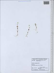 Stellaria longipes subsp. longipes, Siberia, Central Siberia (S3) (Russia)