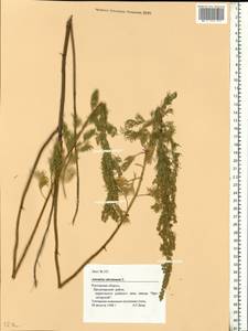 Artemisia abrotanum L., Eastern Europe, Rostov Oblast (E12a) (Russia)