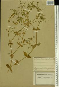 Stellaria aquatica (L.) Scop., Eastern Europe, Central forest region (E5) (Russia)