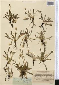 Taraxacum bessarabicum (Hornem.) Hand.-Mazz., Middle Asia, Northern & Central Kazakhstan (M10) (Kazakhstan)
