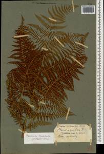 Pteridium aquilinum subsp. aquilinum, Caucasus, Black Sea Shore (from Novorossiysk to Adler) (K3) (Russia)