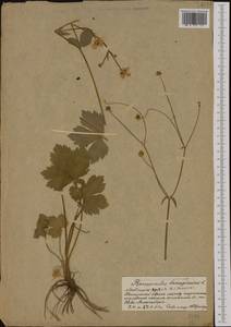 Ranunculus lanuginosus L., Western Europe (EUR) (Poland)