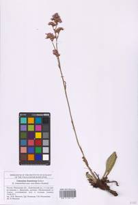 Limonium tomentellum (Boiss.) Kuntze, Eastern Europe, Middle Volga region (E8) (Russia)