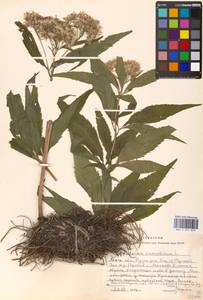 Eupatorium cannabinum L., Eastern Europe, Moscow region (E4a) (Russia)