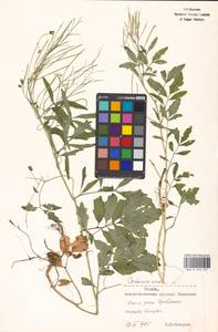 Cardamine amara L., Eastern Europe, Moscow region (E4a) (Russia)