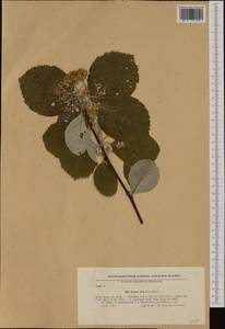 Aria edulis (Willd.) M. Roem., Western Europe (EUR) (Bulgaria)