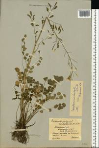 Cardamine pratensis subsp. dentata (Schult.) Čelak., Eastern Europe, Moscow region (E4a) (Russia)