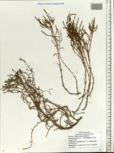 Salicornia europaea L., Eastern Europe, Lower Volga region (E9) (Russia)
