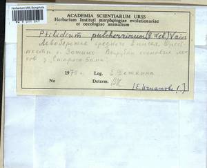 Ptilidium pulcherrimum (Weber) Vain., Bryophytes, Bryophytes - Krasnoyarsk Krai, Tyva & Khakassia (B17) (Russia)