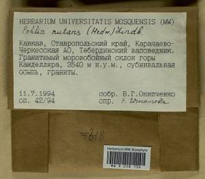 Pohlia nutans (Hedw.) Lindb., Bryophytes, Bryophytes - North Caucasus & Ciscaucasia (B12) (Russia)