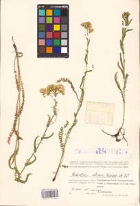 Achillea setacea Waldst. & Kit., Eastern Europe, Lower Volga region (E9) (Russia)