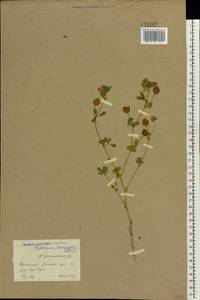 Trifolium campestre Schreb., Eastern Europe, South Ukrainian region (E12) (Ukraine)