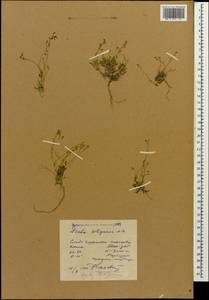 Draba siliquosa M. Bieb., Caucasus, Azerbaijan (K6) (Azerbaijan)