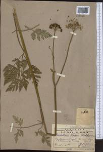 Conioselinum tataricum Hoffm., Middle Asia, Pamir & Pamiro-Alai (M2) (Tajikistan)