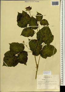 Rubus caesius L., Siberia, Western Siberia (S1) (Russia)