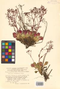 Micranthes davurica (Willd.) Small, Siberia, Chukotka & Kamchatka (S7) (Russia)