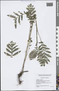 Tanacetum vulgare L., Eastern Europe, Central region (E4) (Russia)