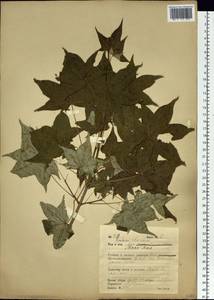 Acer pictum subsp. mono (Maxim.) H. Ohashi, Siberia, Russian Far East (S6) (Russia)