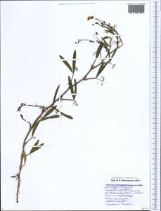 Lathyrus hirsutus L., Caucasus, Black Sea Shore (from Novorossiysk to Adler) (K3) (Russia)
