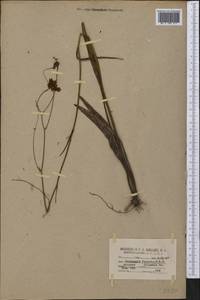Coreopsis gladiata Walter, America (AMER) (United States)
