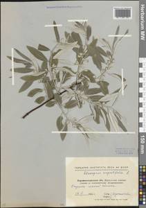 Elaeagnus angustifolia L., Eastern Europe, North Ukrainian region (E11) (Ukraine)