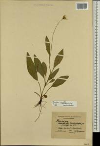 Hieracium lachenalii subsp. deductum (Sudre) Greuter, Eastern Europe, Moscow region (E4a) (Russia)