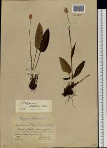 Bistorta elliptica (Willd. ex Spreng.) Kom., Siberia, Altai & Sayany Mountains (S2) (Russia)