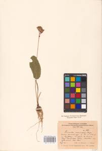 Primula veris subsp. macrocalyx (Bunge) Lüdi, Caucasus, Dagestan (K2) (Russia)