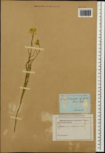 Erysimum leptophyllum (M.Bieb.) Andrz., Caucasus (no precise locality) (K0)
