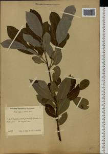 Salix caprea × cinerea, Eastern Europe, Central region (E4) (Russia)