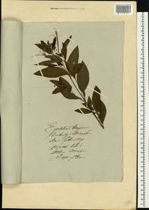 Chamaenerion latifolium (L.) Sweet, Eastern Europe, Lithuania (E2a) (Lithuania)