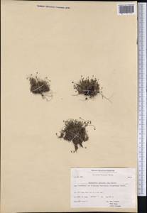 Sabulina stricta (Sw.) Rchb., America (AMER) (Greenland)