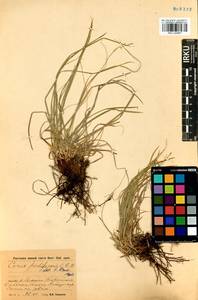 Carex pediformis C.A.Mey., Siberia, Baikal & Transbaikal region (S4) (Russia)