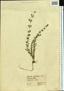 Galium humifusum M.Bieb., Eastern Europe, South Ukrainian region (E12) (Ukraine)