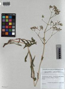 KUZ 004 372, Gypsophila altissima L., Siberia, Altai & Sayany Mountains (S2) (Russia)