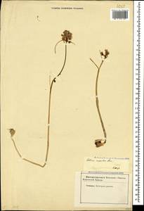Allium rupestre Steven, Caucasus, Stavropol Krai, Karachay-Cherkessia & Kabardino-Balkaria (K1b) (Russia)