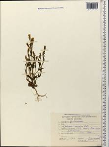 Gentianella caucasea (Loddiges ex Sims) J. Holub, Caucasus, Stavropol Krai, Karachay-Cherkessia & Kabardino-Balkaria (K1b) (Russia)