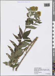 Lysimachia vulgaris L., Western Europe (EUR) (Switzerland)
