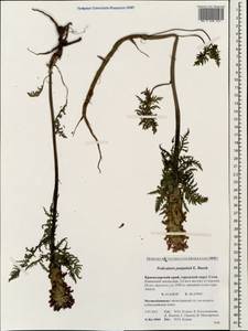 Pedicularis panjutinii E. Busch, Caucasus, Krasnodar Krai & Adygea (K1a) (Russia)