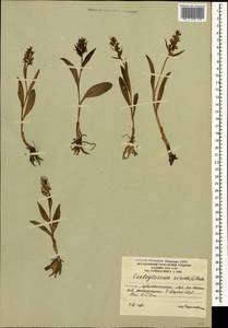 Dactylorhiza viridis (L.) R.M.Bateman, Pridgeon & M.W.Chase, Caucasus, South Ossetia (K4b) (South Ossetia)
