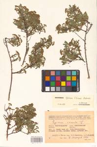 Spiraea crenata subsp. crenata, Eastern Europe, Lower Volga region (E9) (Russia)