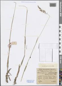 Calamagrostis arundinacea (L.) Roth, Siberia, Baikal & Transbaikal region (S4) (Russia)