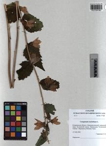 KUZ 004 963, Campanula trachelium L., Siberia, Altai & Sayany Mountains (S2) (Russia)