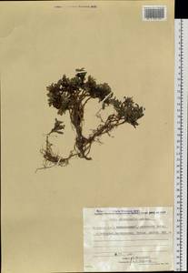 Salix phlebophylla Anderss., Siberia, Chukotka & Kamchatka (S7) (Russia)