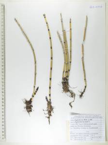 Equisetum hyemale L., Siberia, Russian Far East (S6) (Russia)
