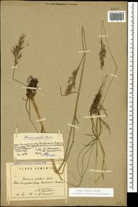 Bromus riparius Rehmann, Caucasus, Armenia (K5) (Armenia)