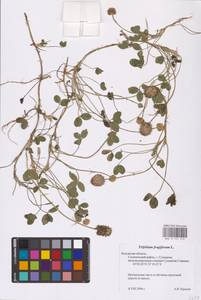 Trifolium fragiferum L., Eastern Europe, Central region (E4) (Russia)